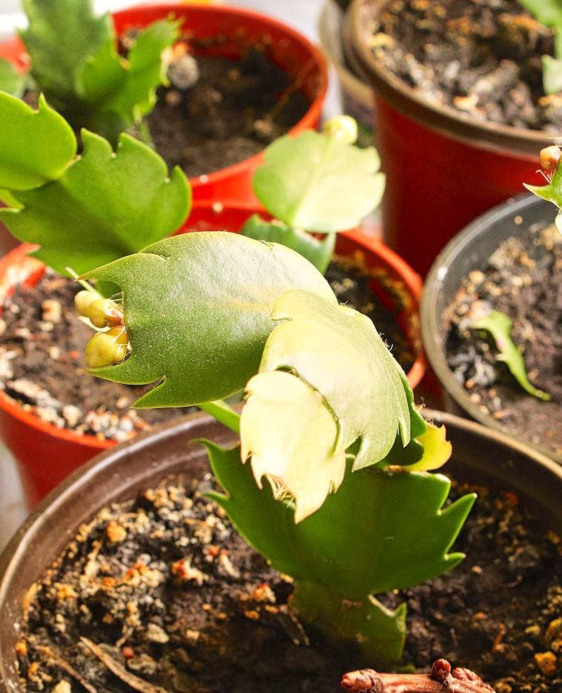 How To Root Cuttings Successfully