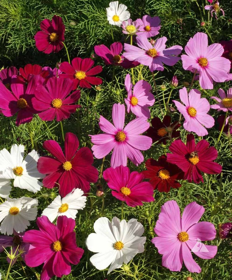 Cosmos (Cosmos bipinnatus)