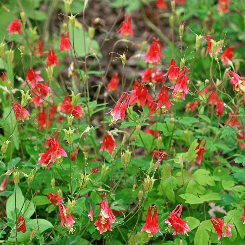 Wild Columbine Thrives Where Other Flowers Give Up