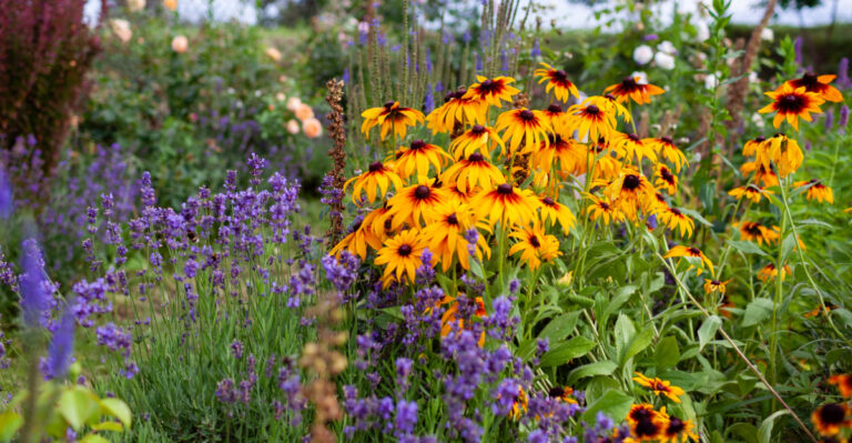 perennial flower bed
