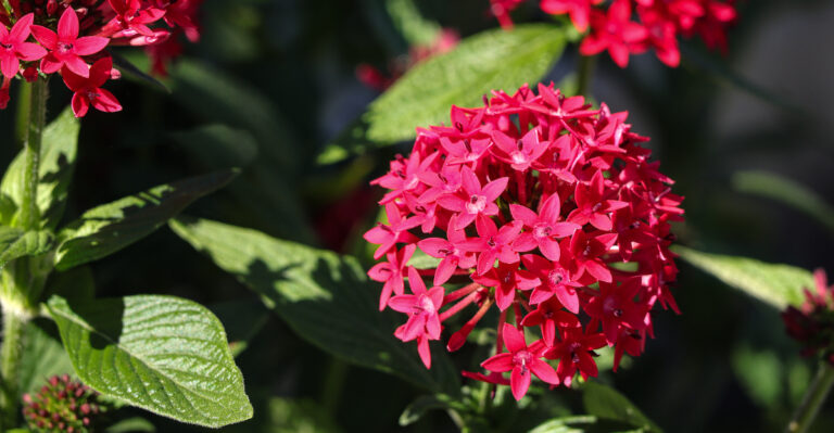 pentas in bloom