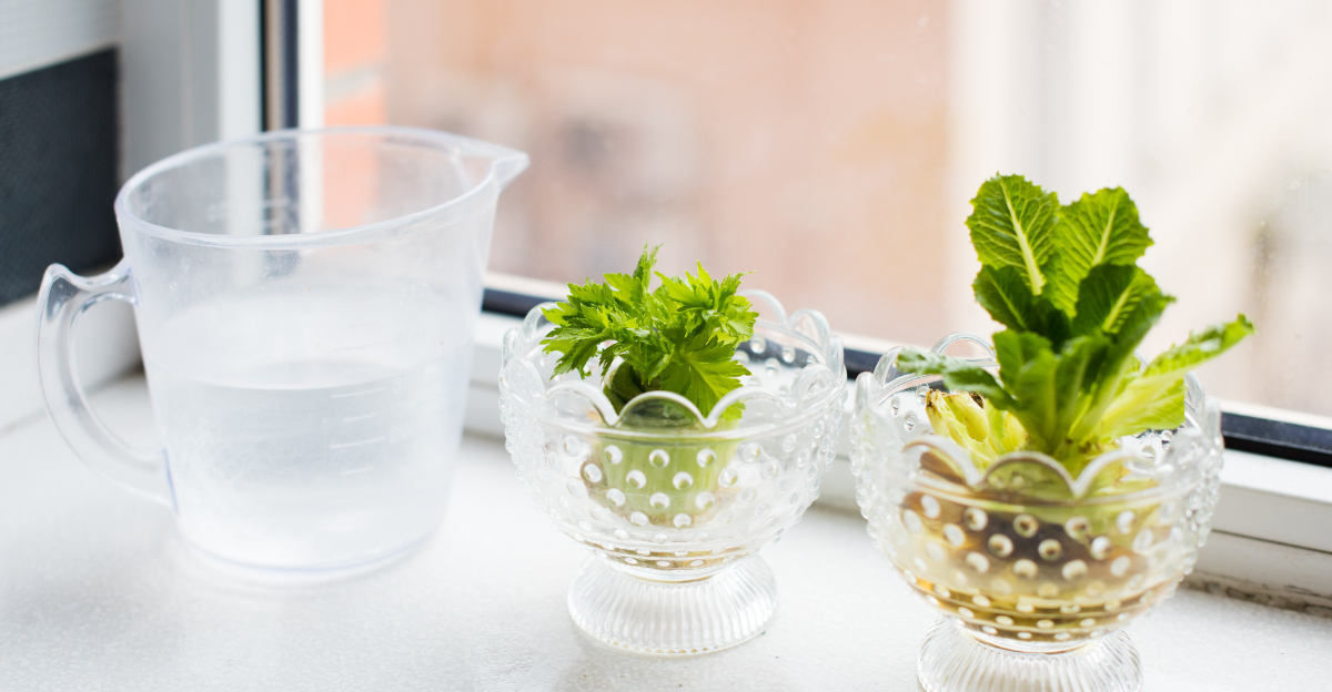 celery regrowing