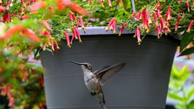 Choose Nectar Rich Flowers That Hummingbirds Love