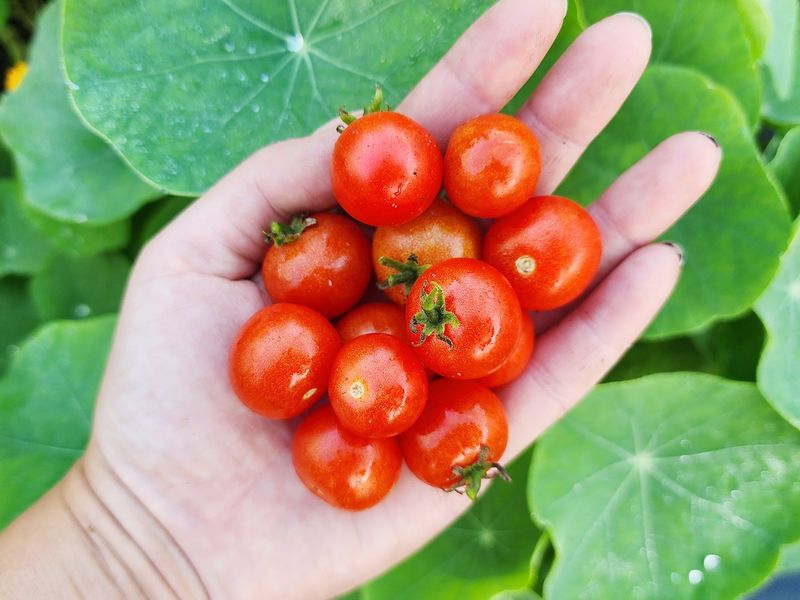Choosing The Right Cherry Tomato Varieties For Containers
