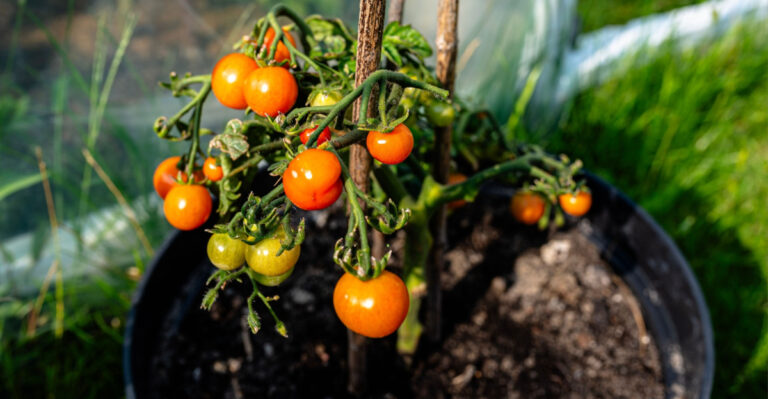 The Easy Way To Grow Cherry Tomatoes In Pots In California