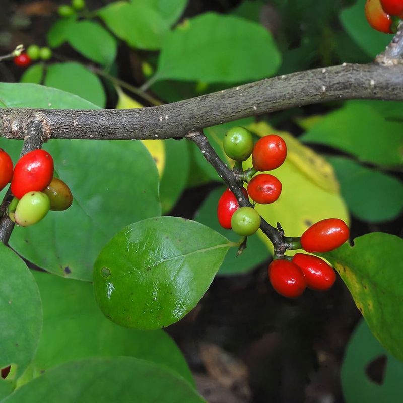 What To Plant Instead