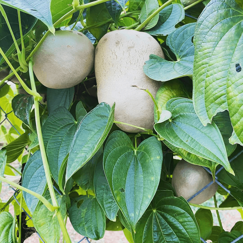 Aerial Tubers Make This Vine Easy To Spot