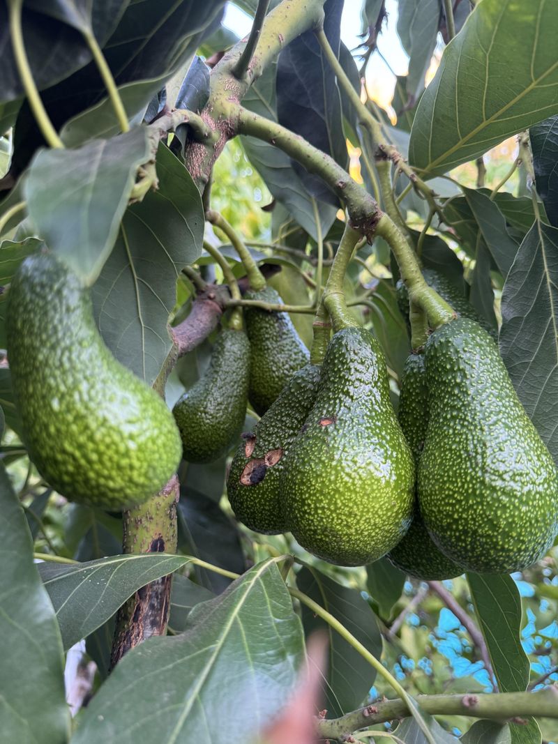 The Fixes That Help Trees Bounce Back