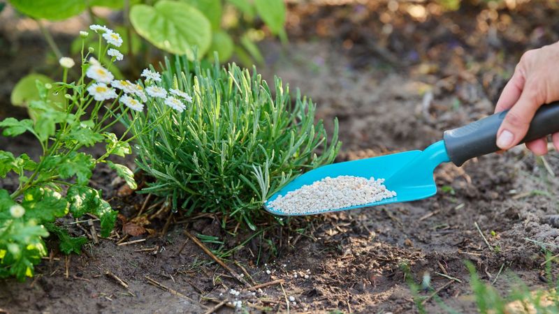 Fertilizing Dry Soil In Summer Can Backfire Fast
