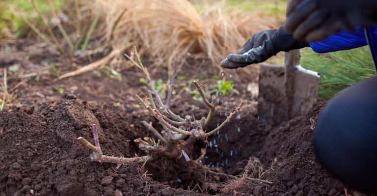 rose bush in spring garden amended with granulated fertilizer