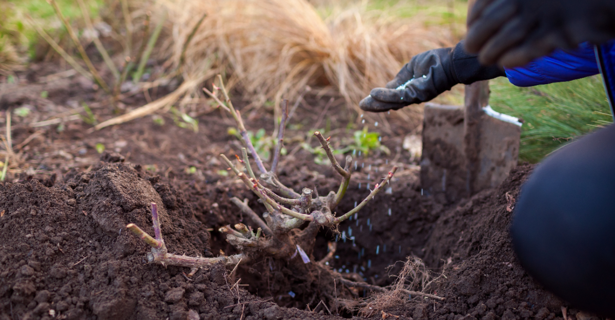 rose bush in spring garden amended with granulated fertilizer