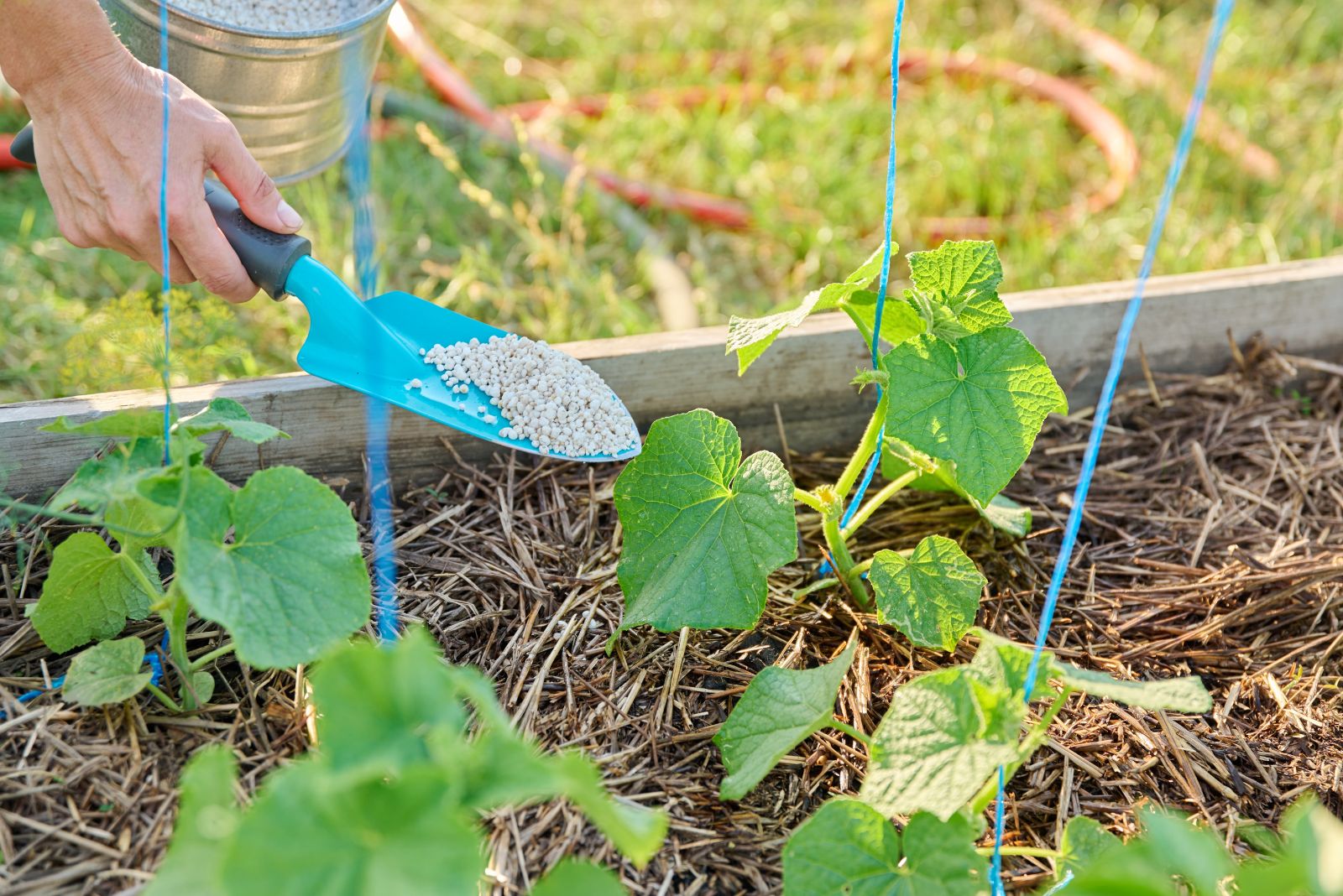 fertilizing garden plants