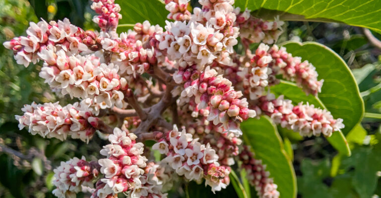 The Firewise Plants California Gardeners Should Plant Closest To The House