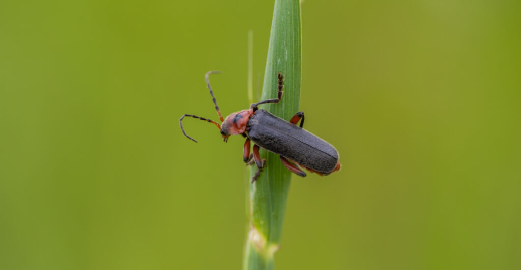 Michigan Native Insects The First Insects You Notice In Michigan Gardens In Spring Are Not ...