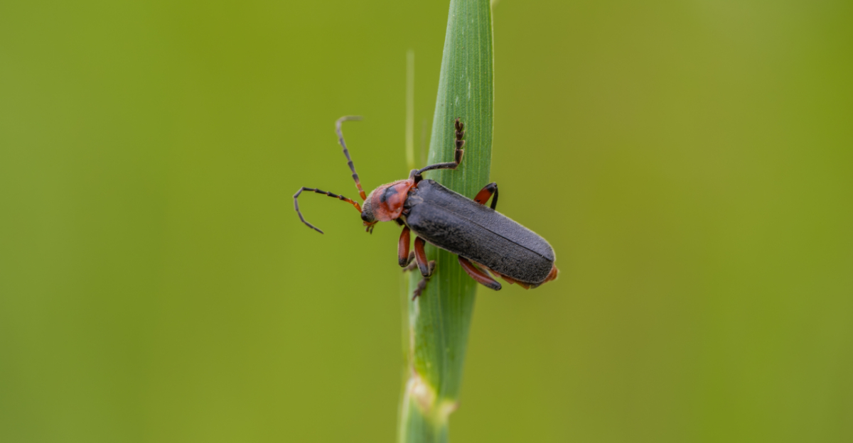 The First Insects You Notice In Michigan Gardens In Spring Are Not Always Pests