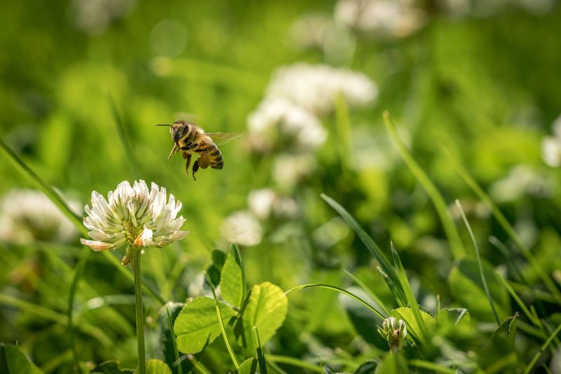 Pollinator Results Depend On What Is Already Growing