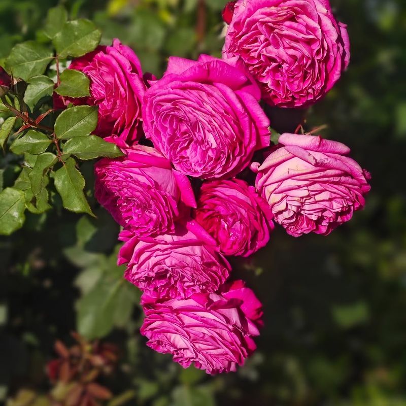 Roses Need An April Feeding To Keep Blooming Strong