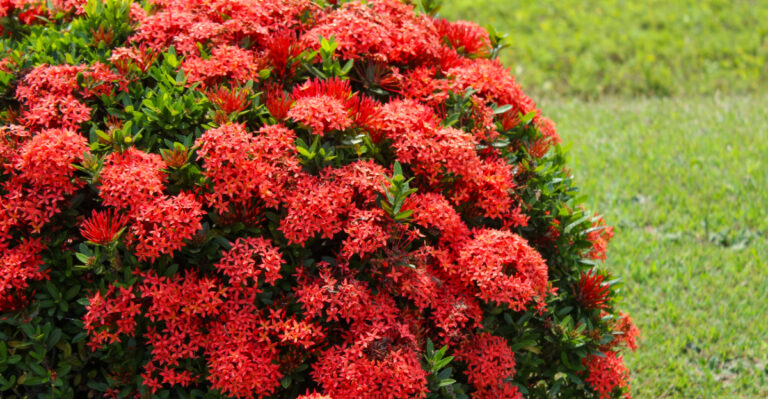 ixora