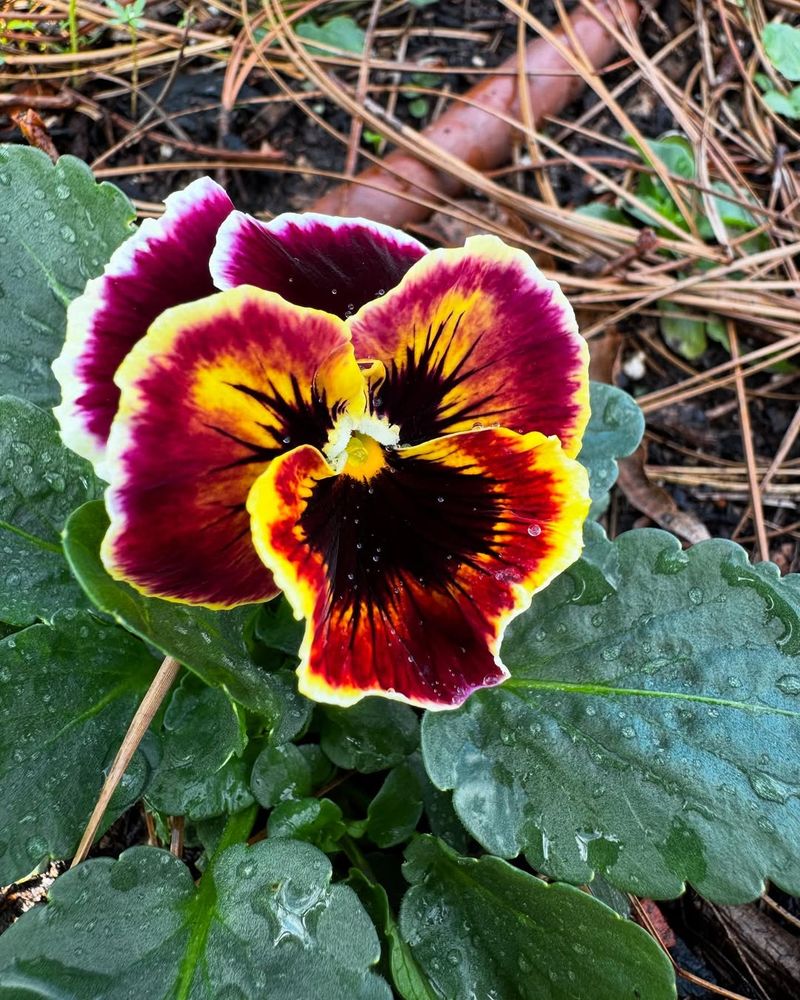 Pansies Love Oregon Spring