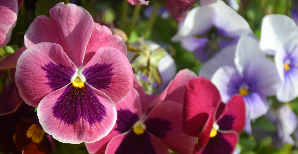 pansies