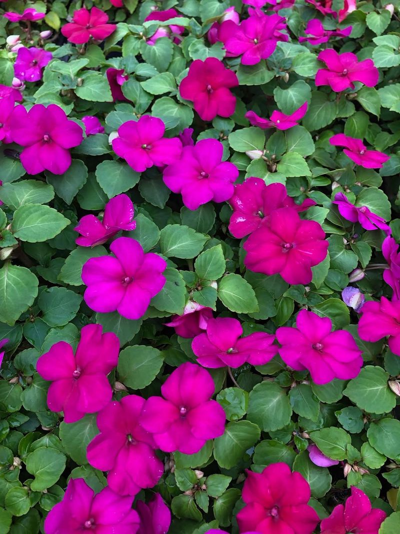 Impatiens Thrive In Full Shade And Bloom Reliably