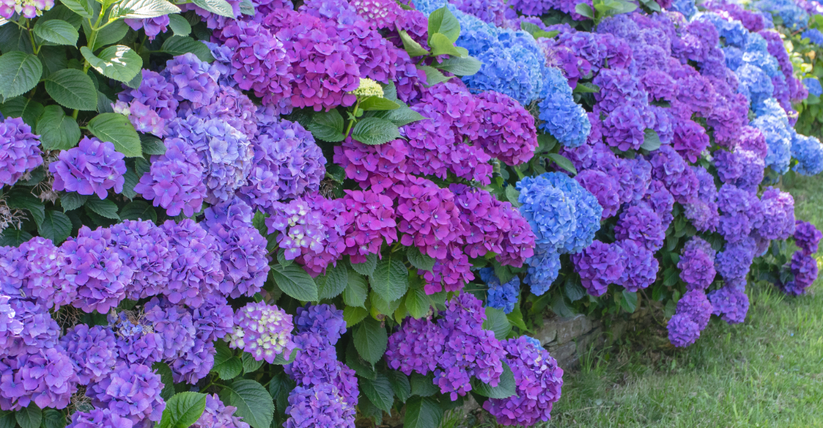 plants (featured image)