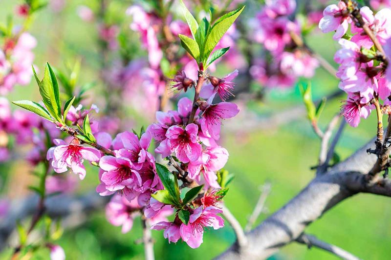 Peach Needs Extra Care In Wet Spring Weather