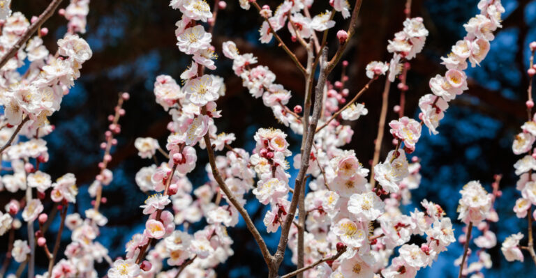 The Fruit Tree Blossoms Oregon Gardeners Should Protect From Rainy Spring Disease