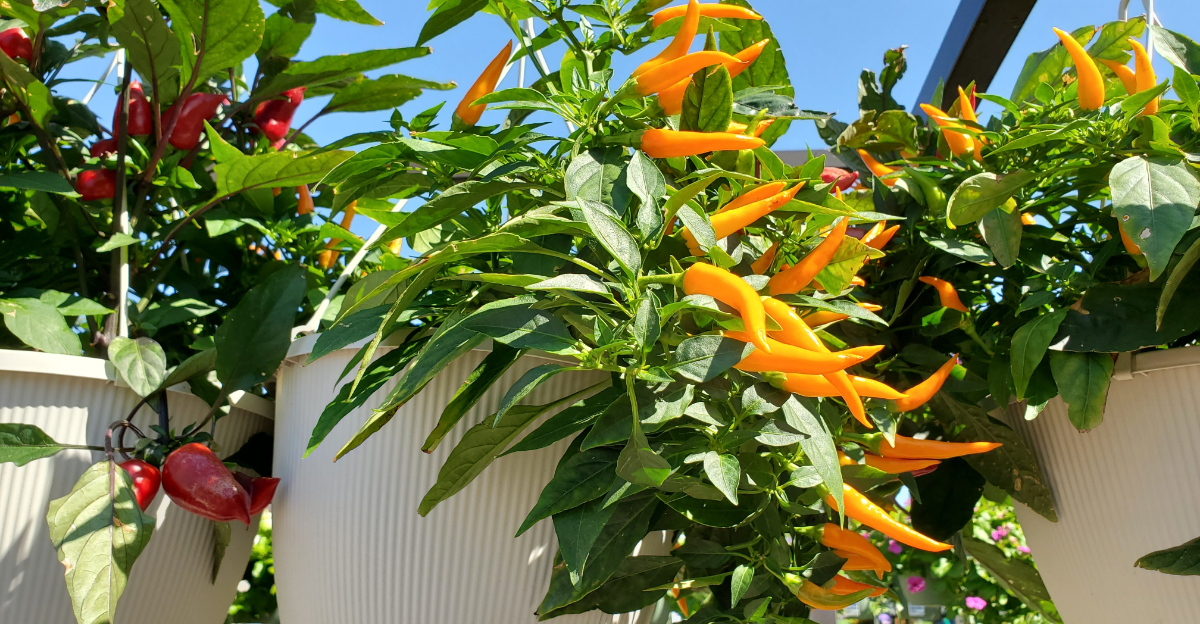 peppers in hanging basket