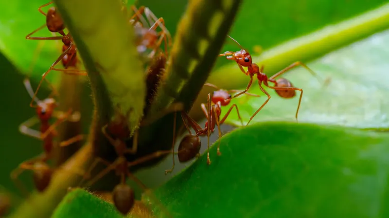 Why Fire Ants Are So Harmful To Plants