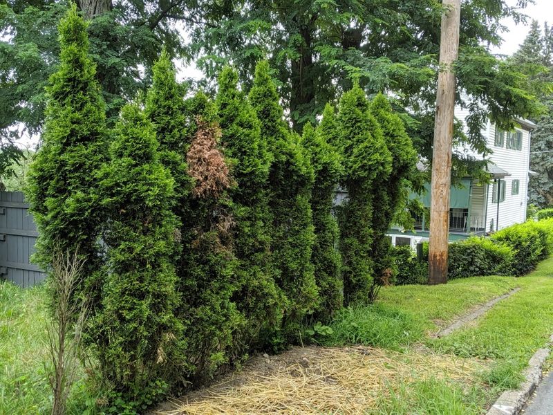 Arborvitae Is The Most Overbrowsed Shrub In Michigan Landscapes