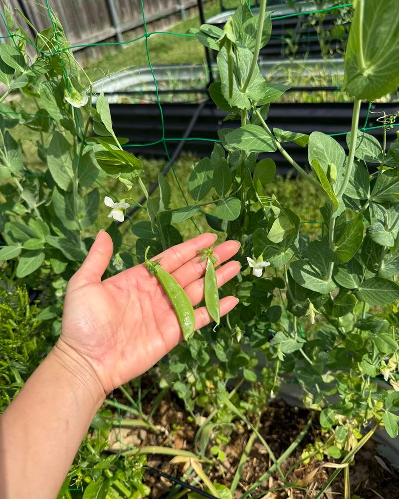 Why Spring Heat Makes Early Planting So Important