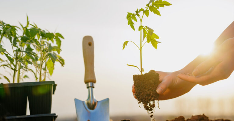 The Heat-Loving Vegetables California Gardeners Can Still Plant In May