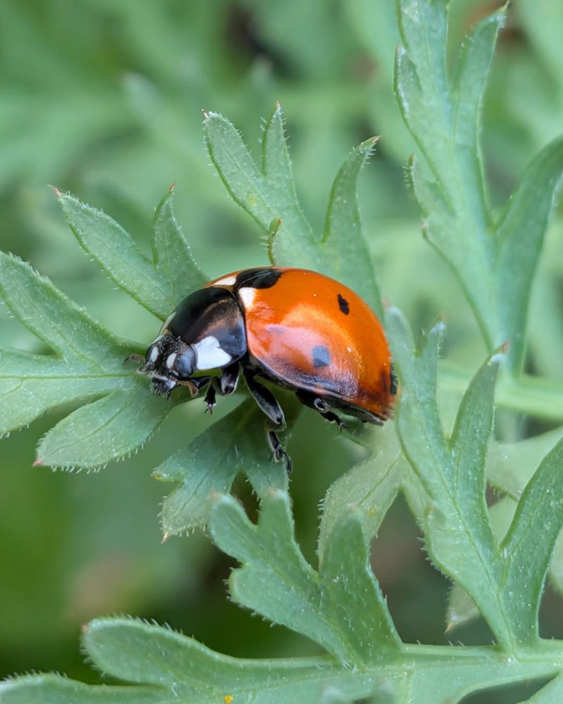 Lady Beetles (Ladybugs)