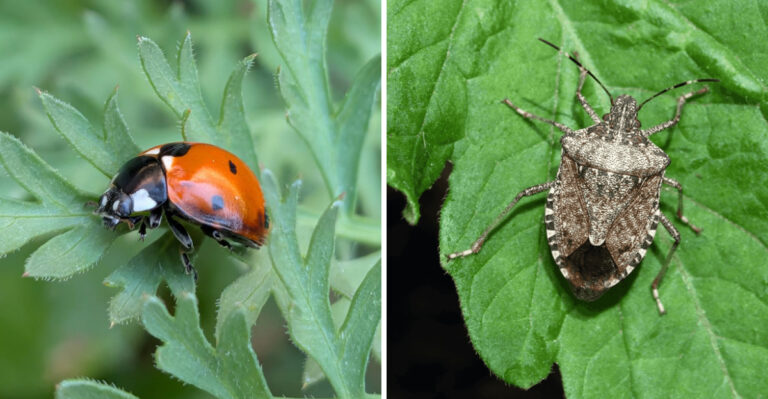 ladybug and squash bug