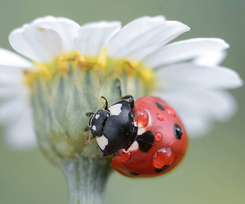 Lady Beetles (Ladybugs)