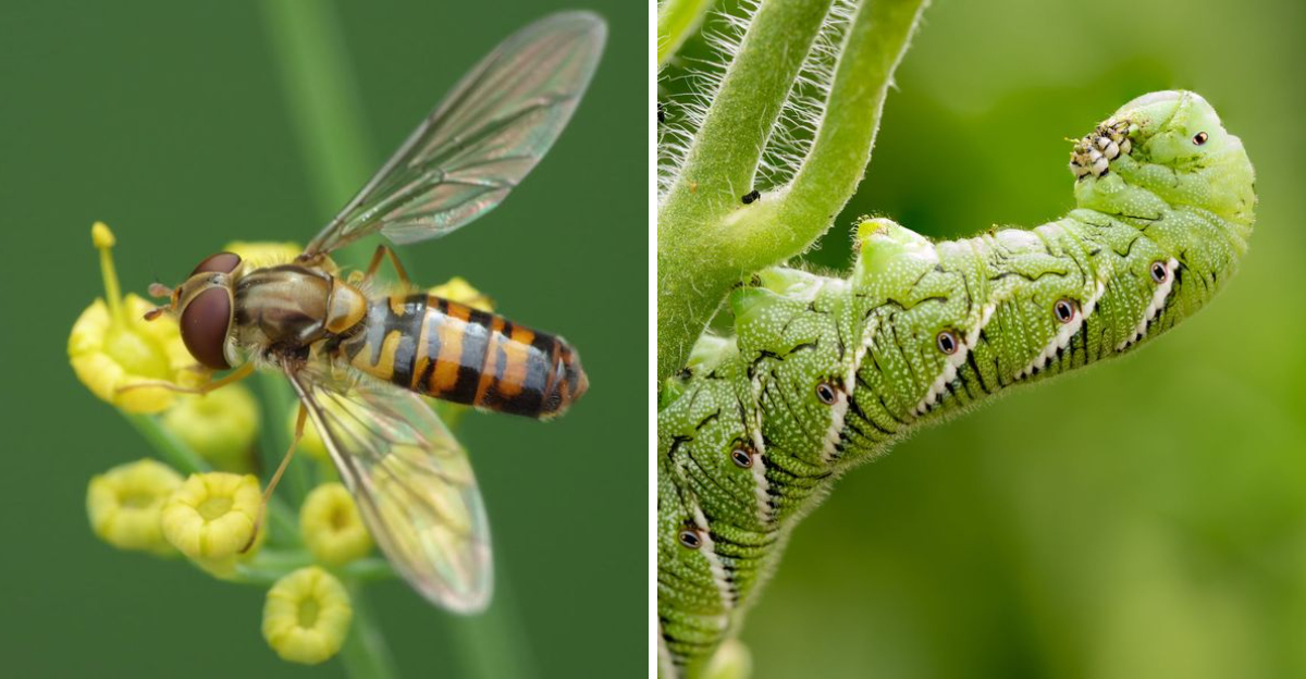 hoverfly and tomato hornworm