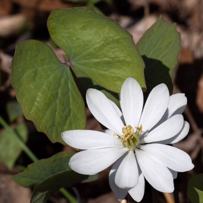 Twinleaf (Jeffersonia Diphylla)
