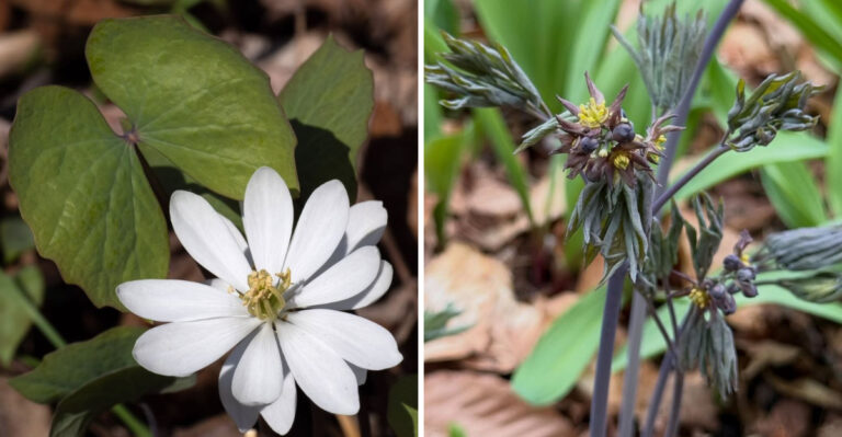 Twinleaf and Blue Cohosh