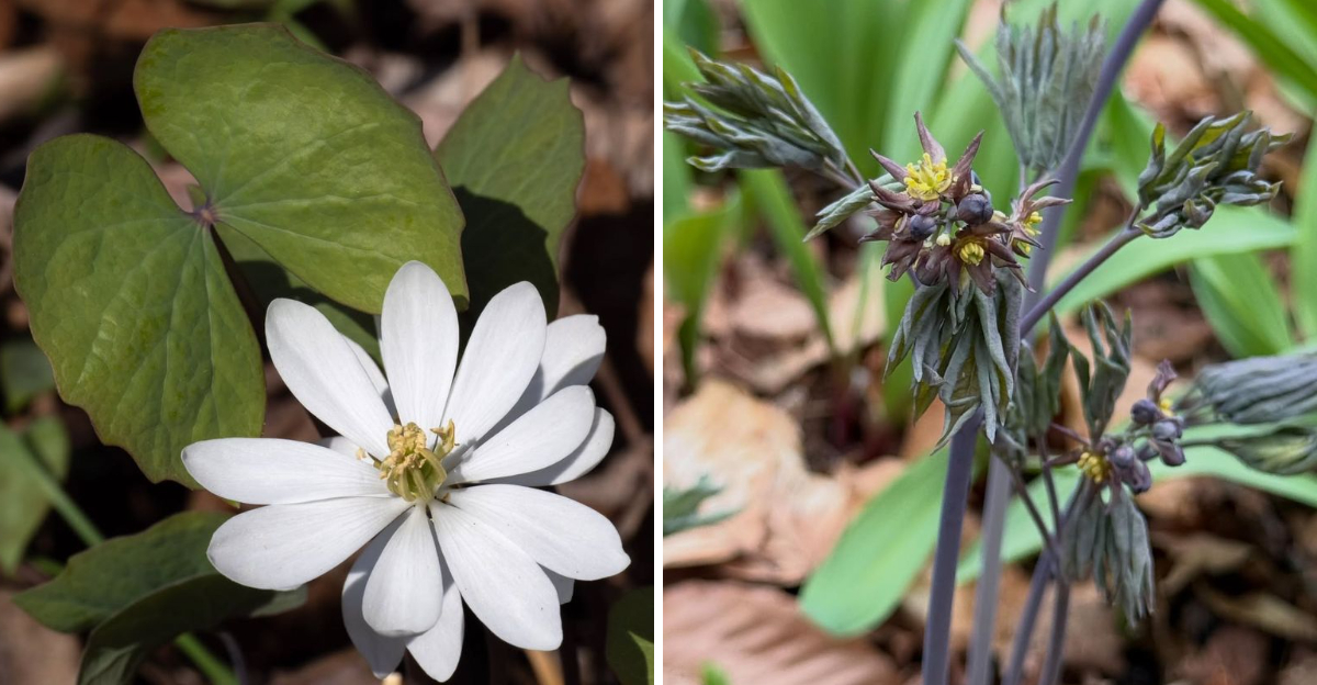 Twinleaf and Blue Cohosh