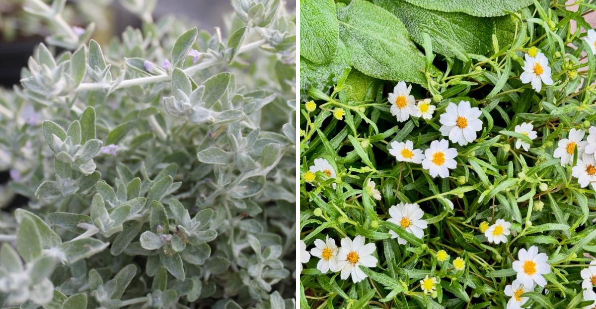 Woolly Stemodia and Blackfoot Daisy