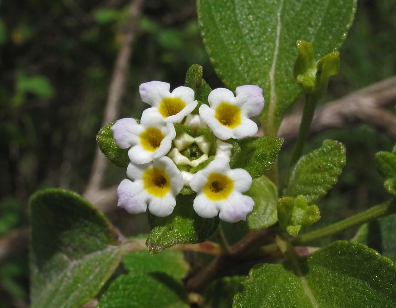 Meet The Button Sage 