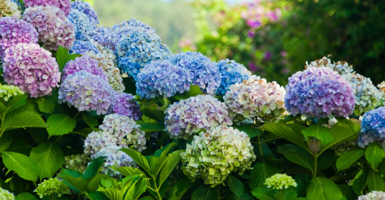 Hydrangea (featured image)