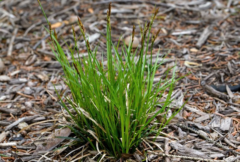 How To Help It Establish