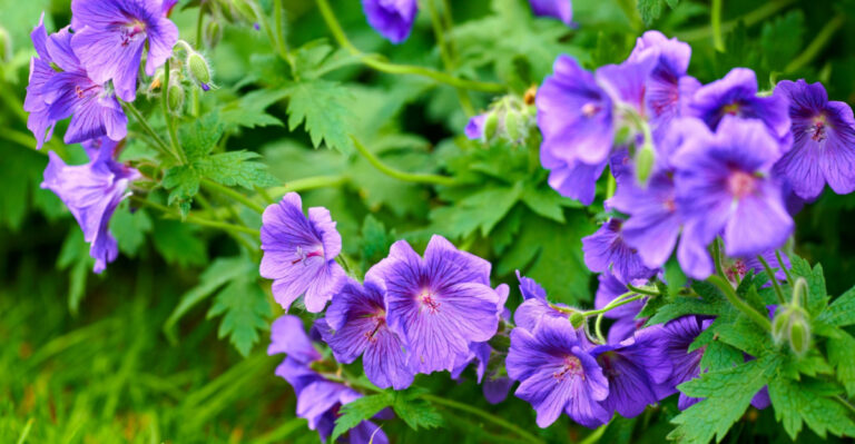 The Longest Blooming Perennials For Oregon Gardens