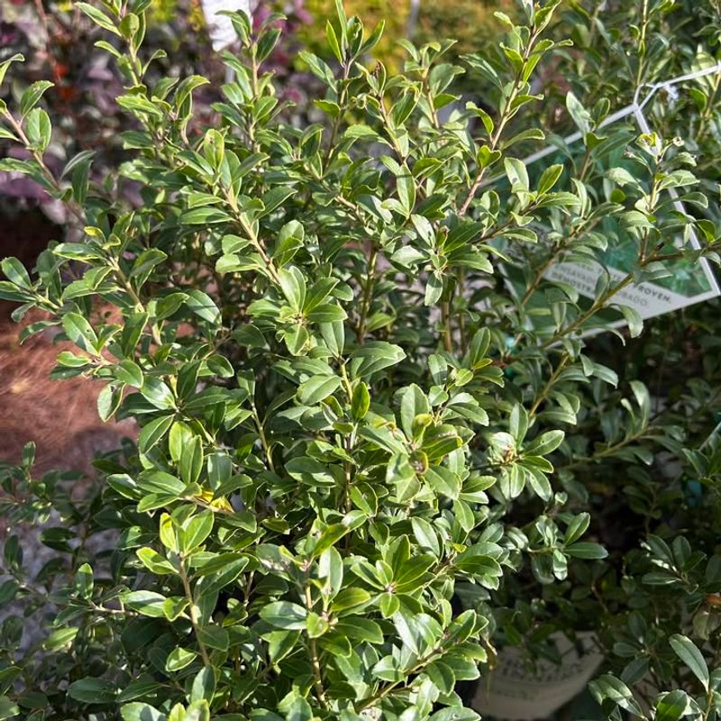Inkberry Holly Keeps A Similar Shape Without Boxwood Issues