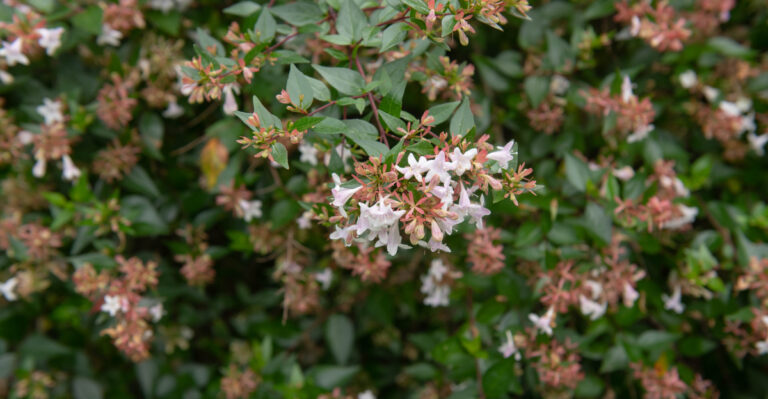 shrub (featured image)