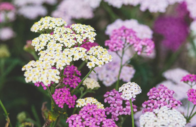 Yarrow With Its Long-Lasting Summer Color