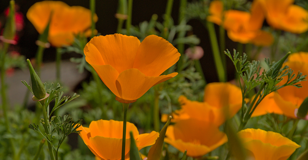 The Low-Maintenance Flowers Oregon Gardeners Are Switching To
