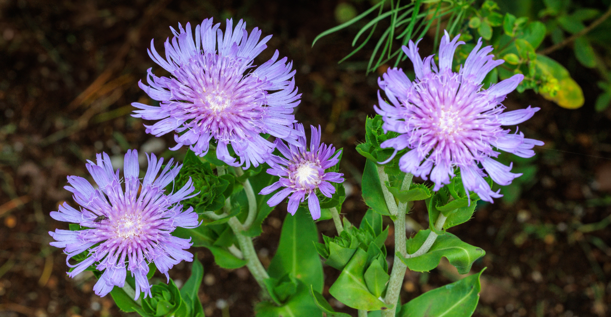 Stokesia laevis